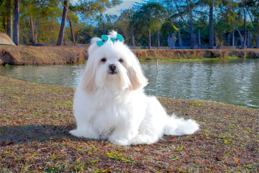 9. Lhasa Apso – The Watchful, Self‑Possessed Companion (Image Credits: Unsplash)