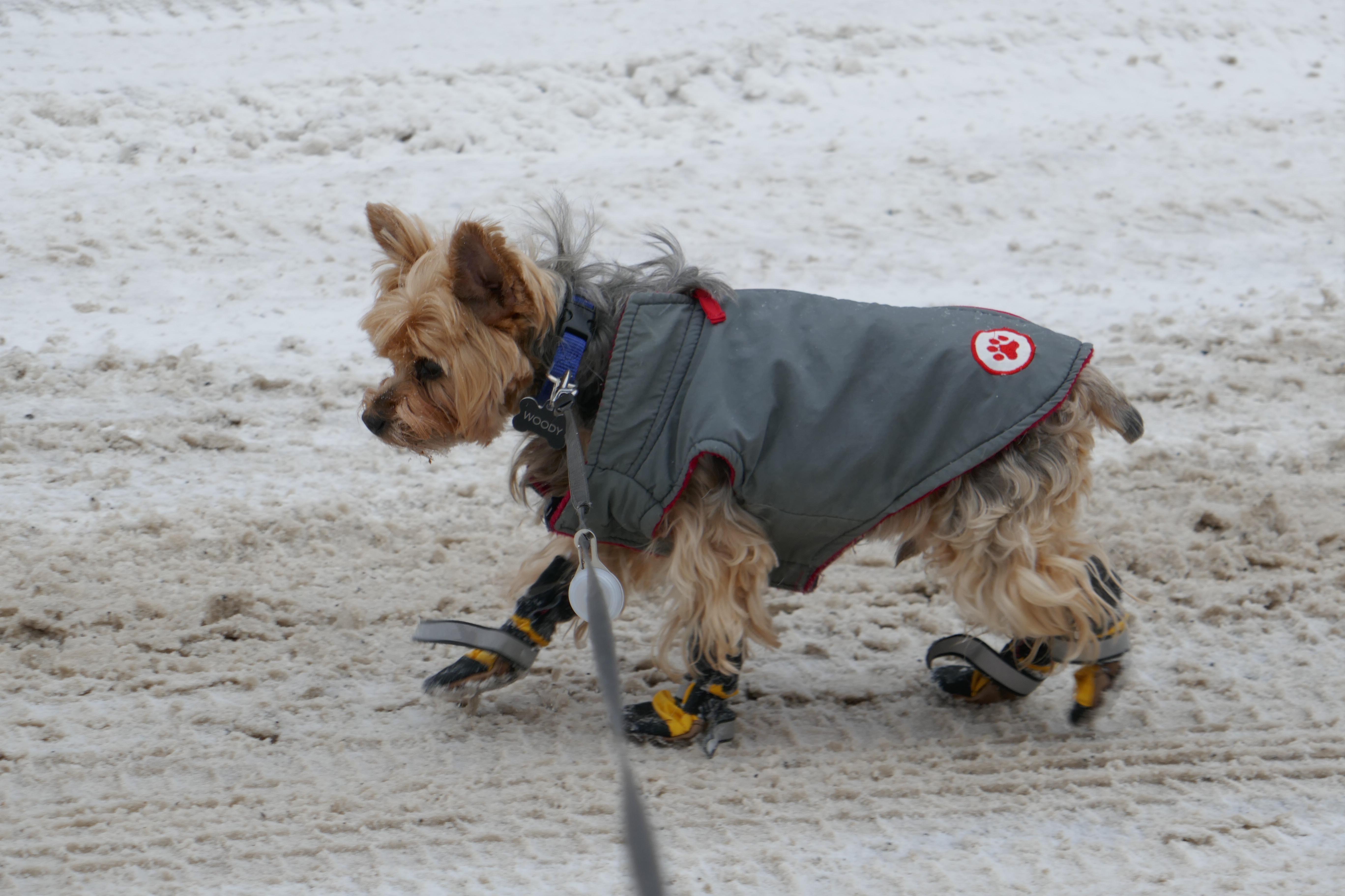 Yorkshire Terrier: Small Size, Big Winter Needs (Image Credits: Wikimedia)