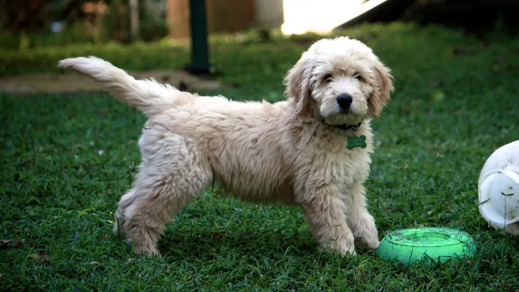 Leo: Poodle (Daniel Pink, Flickr, CC BY 2.0)