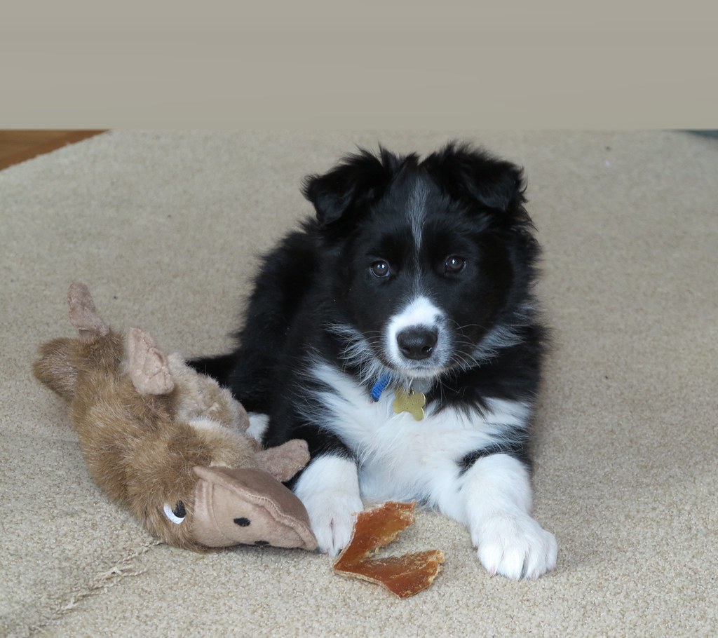 The Border Collie - The Intense Observer (Image Credits: Flickr)