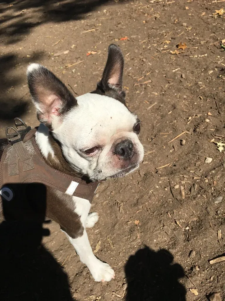 7. Boston Terrier: The Dapper Little Gentleman (Image Credits: Flickr)