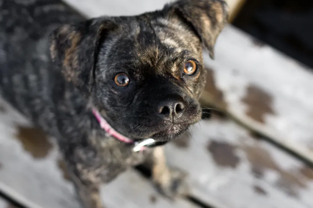 Fire Signs and the Nervous Energy Problem (Image Credits: Flickr)