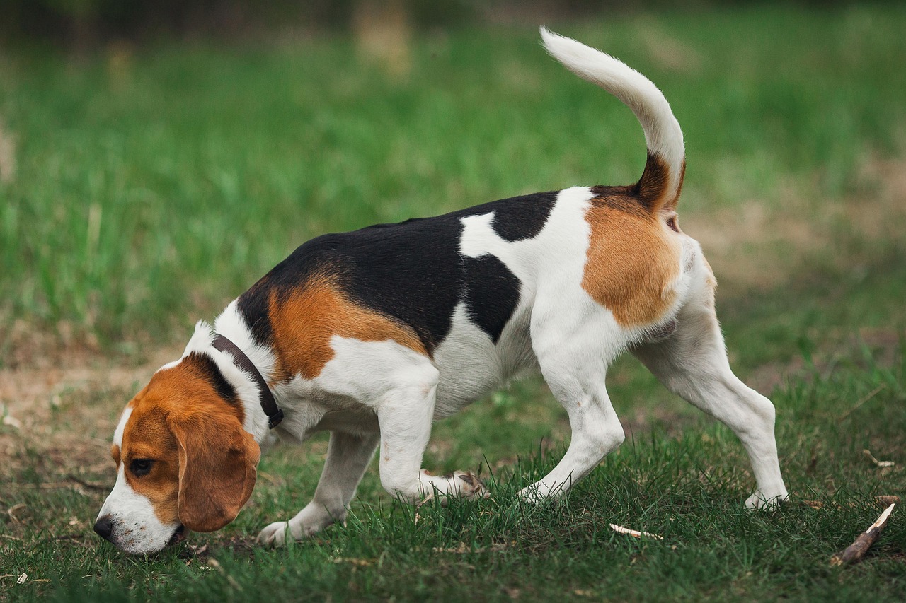 Beagle: The Nose-Led Detective (Image Credits: Pixabay)