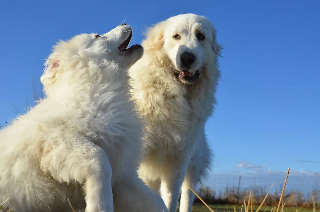 The Excitement Overflow: Pure Joy in Motion (Image Credits: Flickr)