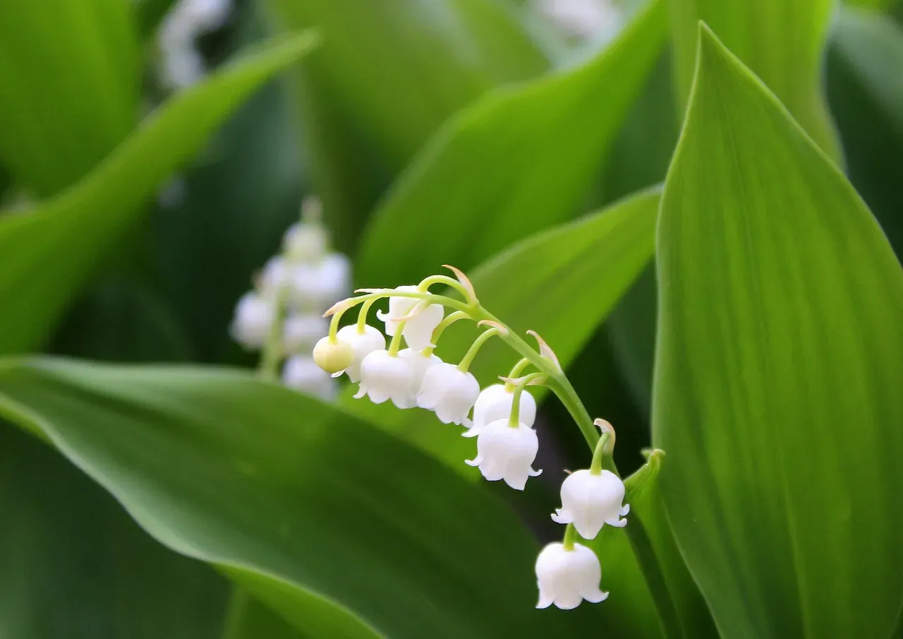 9. Lily of the Valley: Small Flower, Serious Heart Risk (Image Credits: Pixabay)