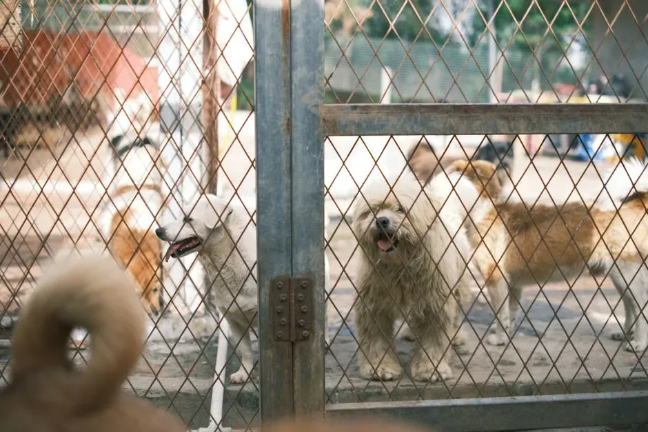 #12 - How Good Kennels Respond When They Realize a Dog Is Deeply Missed (Image Credits: Pexels)