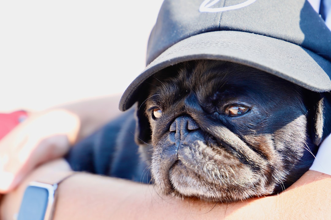 Pugs: Charming Souls Gasping for Air (Image Credits: Unsplash)