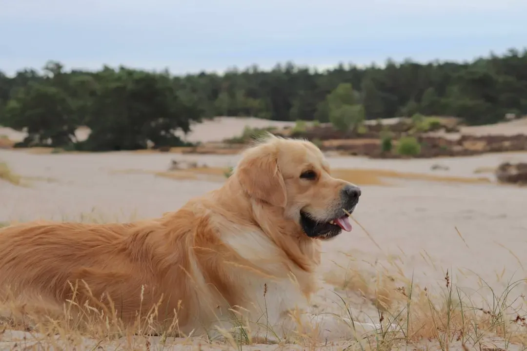 5. Golden Retriever: Pure Sunshine in the Desert (Image Credits: Unsplash)