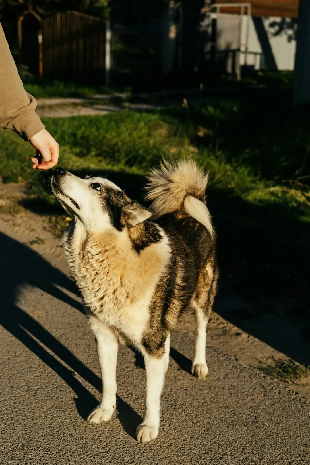 They Respond Positively to Your Emotions (Image Credits: Unsplash)