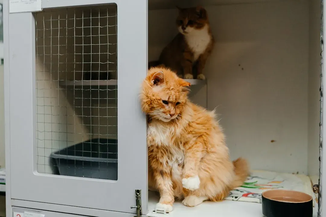 #10 Mixed Breed (Shelter Cat): The Underrated Emotional Anchor (Image Credits: Unsplash)