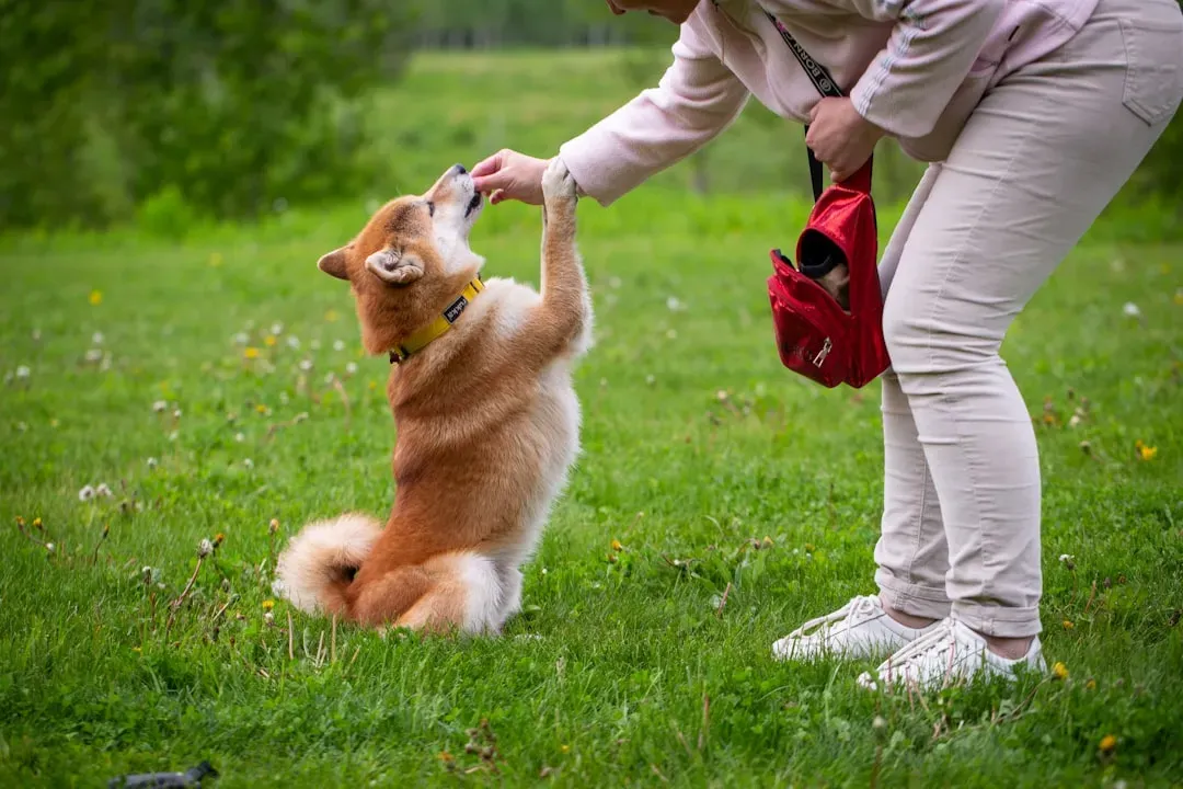 Virgo: The Thoughtful Trainer Who Brings Out a Corgi’s Brilliance (Image Credits: Unsplash)
