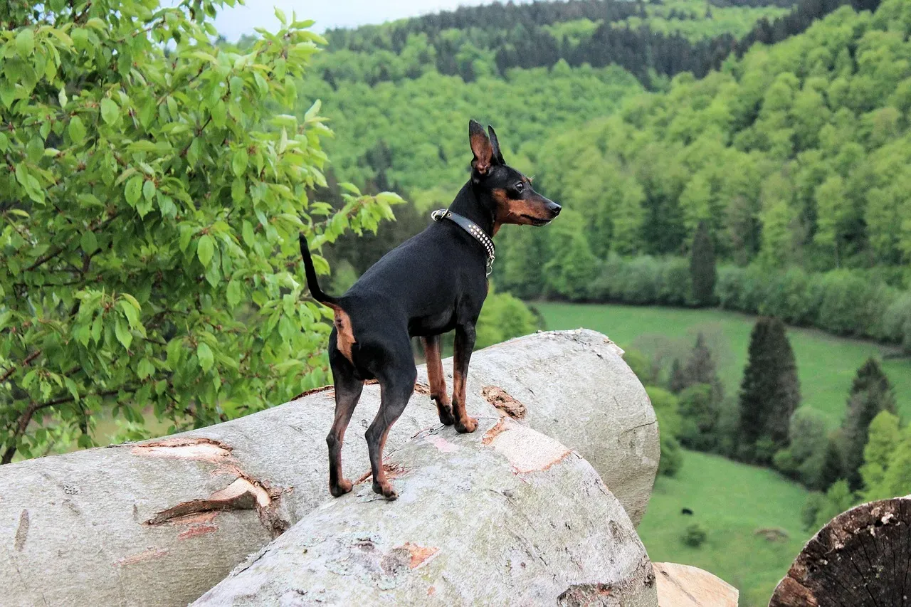 13. Miniature Pinscher: The Confident Explorer (Image Credits: Pixabay)