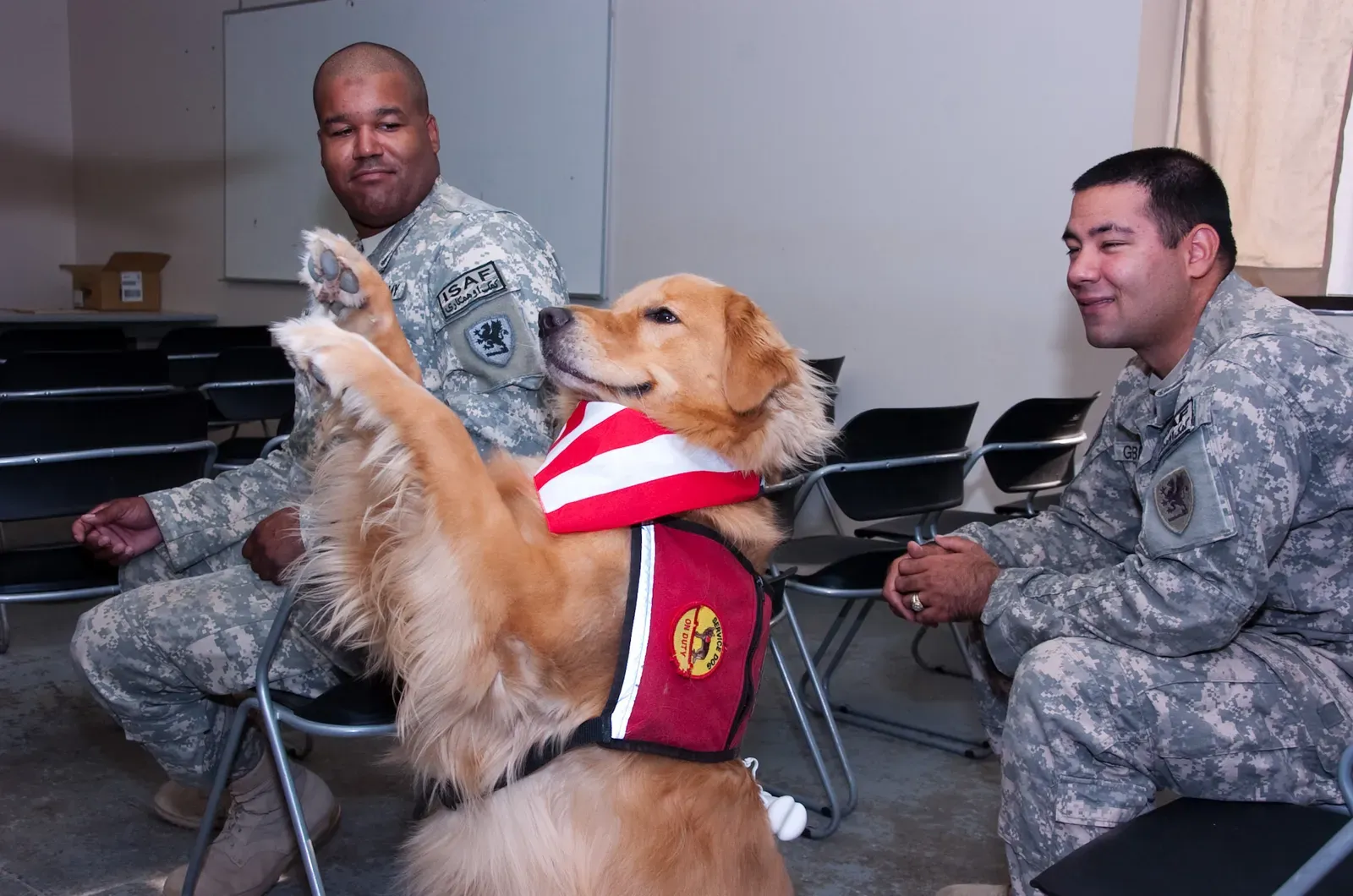 What Makes Any Dog a Great Therapy Dog, Regardless of Breed (Therapy goes to the dogs [Image 4 of 4], CC BY 2.0)