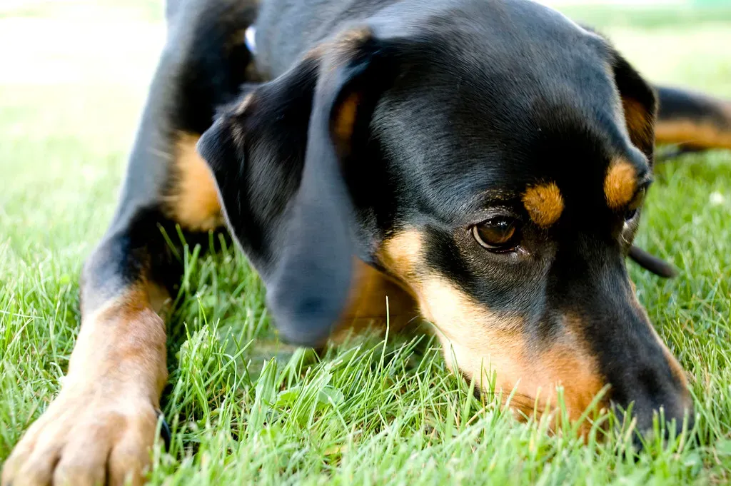 Temperament Mismatches: When Personality Clashes with Expectations (Image Credits: Flickr)