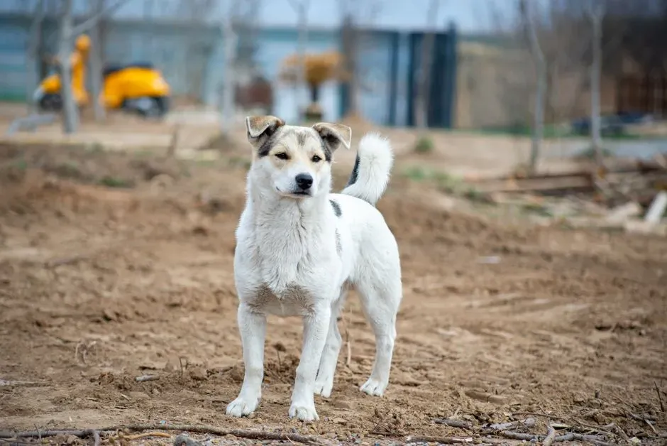 Environmental Awareness: Staying Alert (Image Credits: Pexels)
