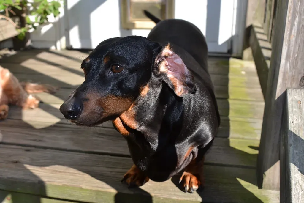 Conclusion: Your Inner Dog Is the Version of You That Wants To Be Understood (Tobyotter, Flickr, CC BY 2.0)