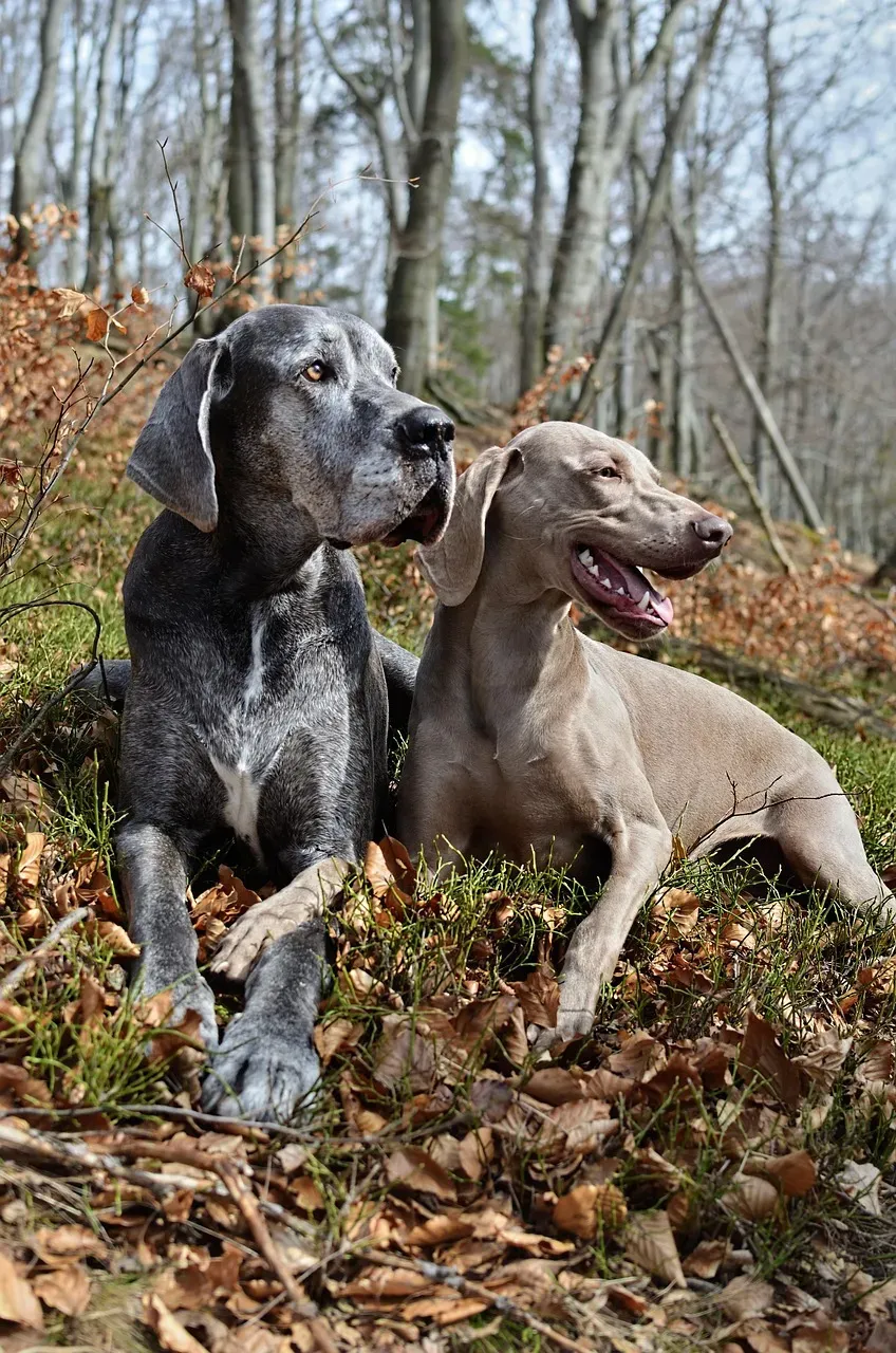 7. Weimaraner: The Sleek Speed Machine (Image Credits: Pixabay)