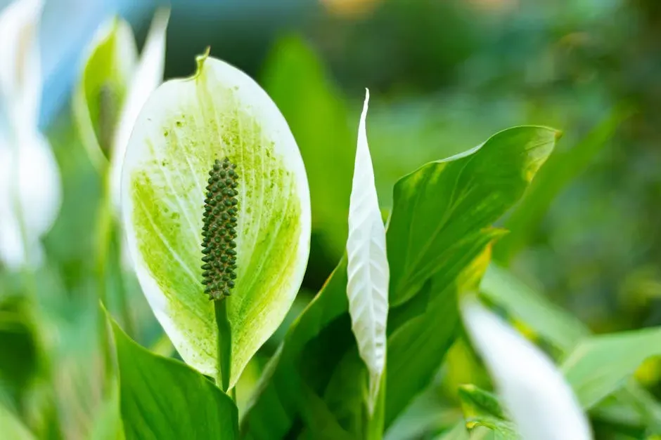 6. Peace Lily: Elegant, Common, and Deceivingly Dangerous (Image Credits: Pexels)