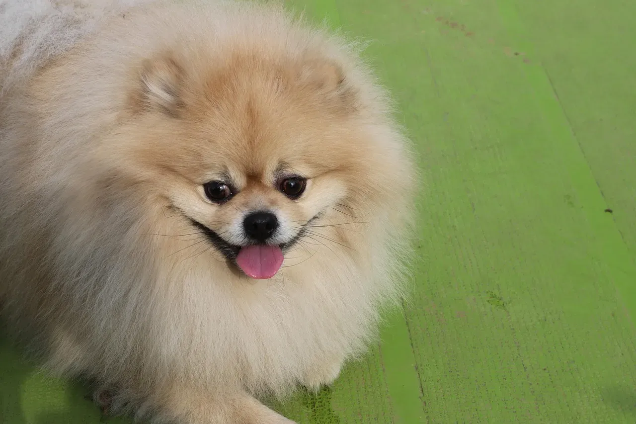 Dogs Recognize Emotions in Both Humans and Other Dogs (Image Credits: Pixabay)