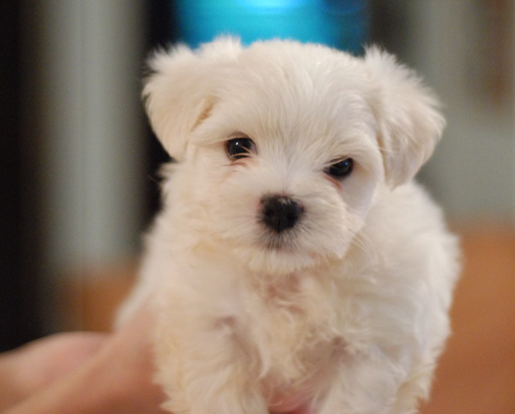 Pisces: The Gentle Maltese (Image Credits: Flickr)