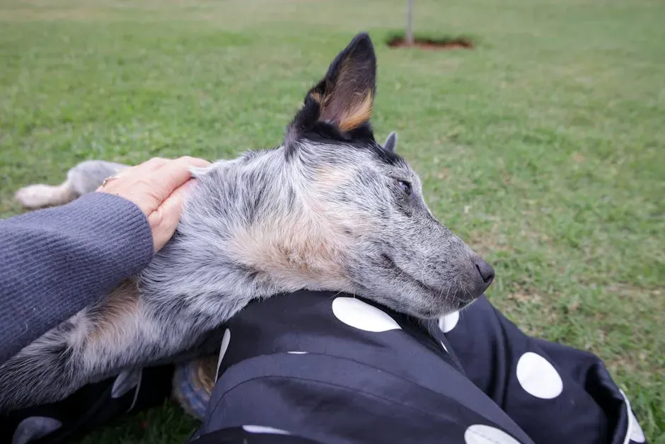 #2. They Rest Their Head in Your Lap Without Being Invited (Image Credits: Pexels)