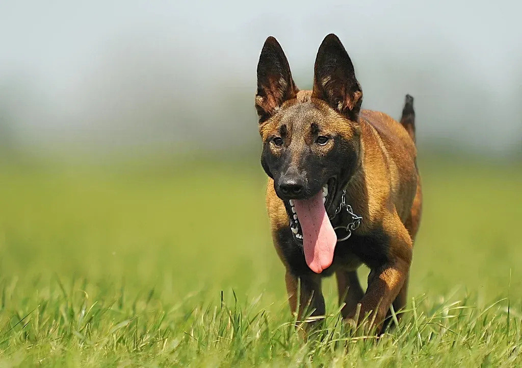 7. Belgian Malinois: Fast, Focused, and Fearless (Image Credits: Rawpixel)