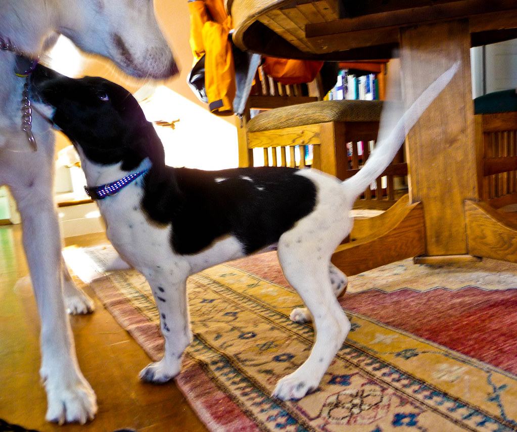 Aries: The Energetic Protector (Image Credits: Flickr)