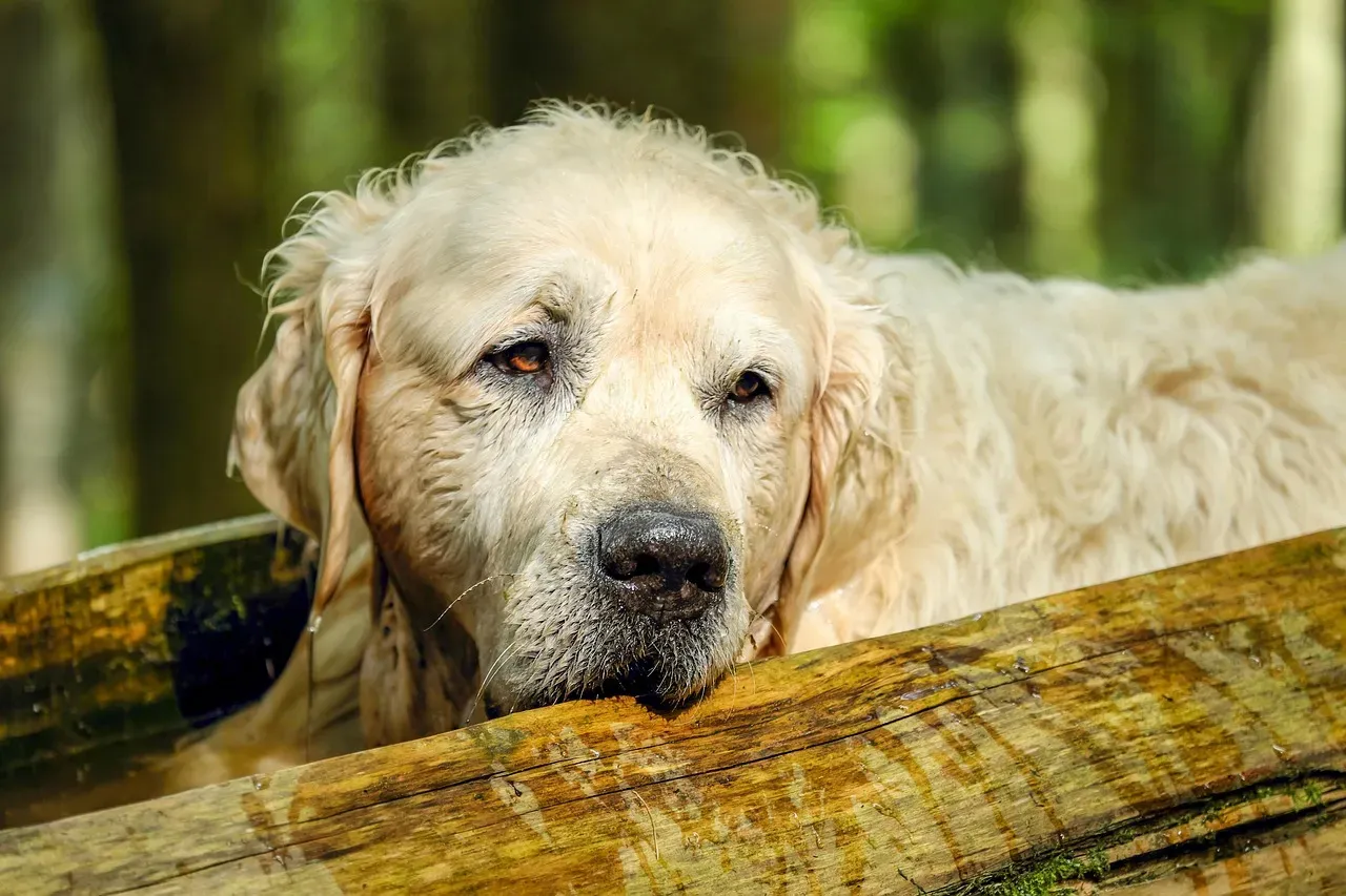 Cancer and the Protective Golden Retriever (Image Credits: Pixabay)