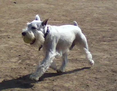 Gemini (May 21 – June 20): Miniature Schnauzer (Camera Phone, CC BY-SA 4.0)