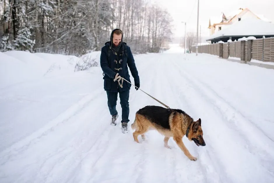 3. German Shepherds: Powerful Guardians That Demand Physical Confidence (Image Credits: Pexels)