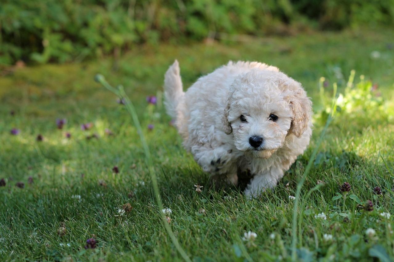 Poodles - The Intelligent Athletes (Image Credits: Pixabay)