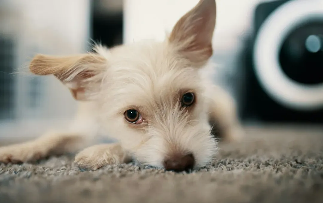 #1 - Why I Finally Hit "Record" On My Dog (Image Credits: Unsplash)