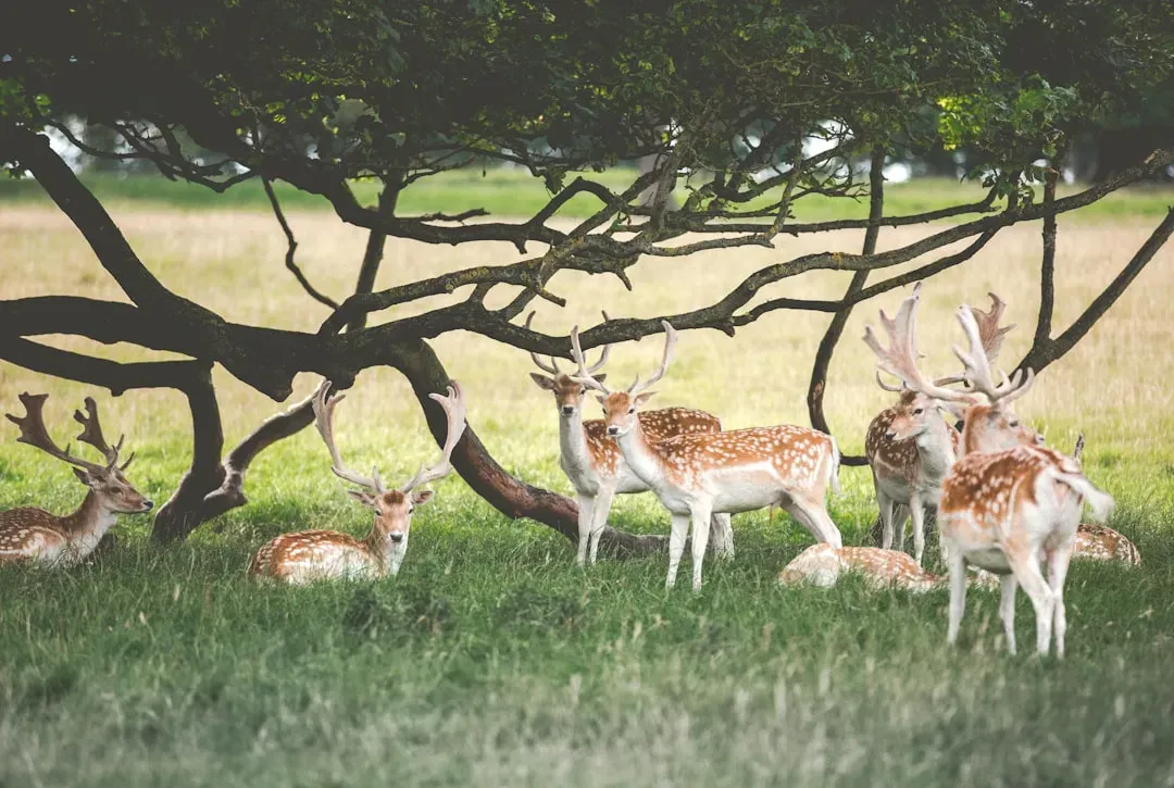 Ungulates Ahead of You Are Bunched, Alert, and Staring Past You (Image Credits: Unsplash)