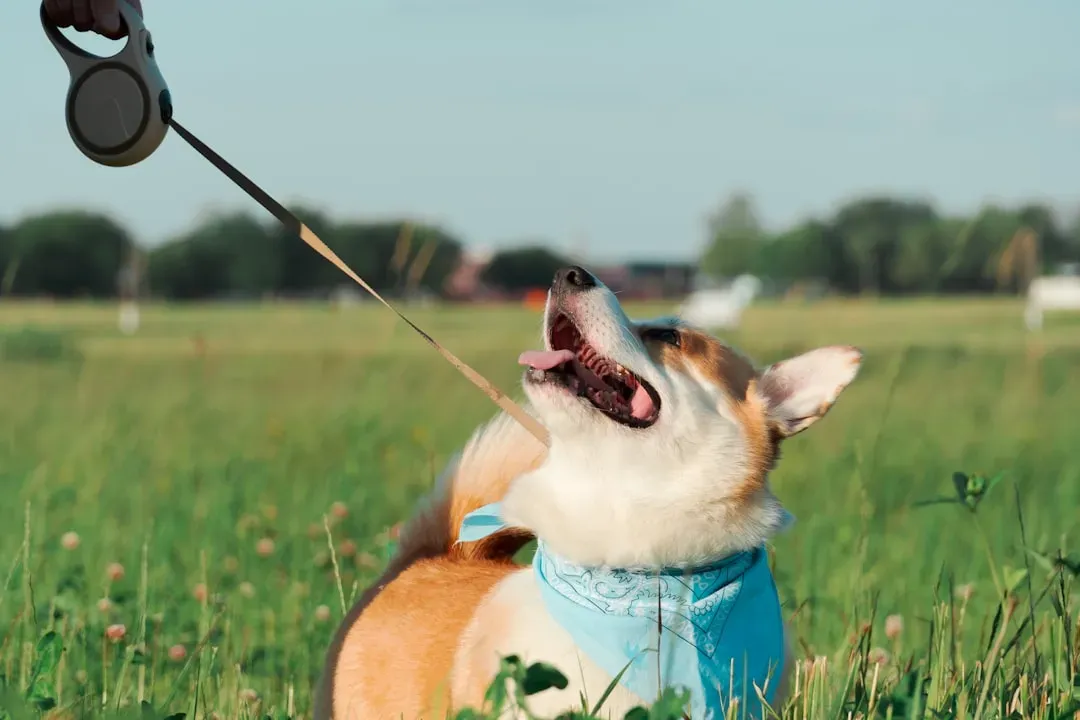 #2 - Using Retractable Leashes on Busy Streets (Image Credits: Unsplash)