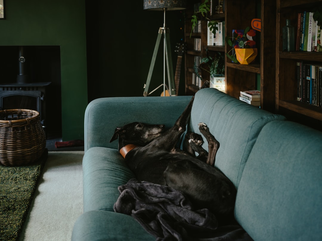 Greyhounds: Surprising Couch Potatoes (Image Credits: Unsplash)