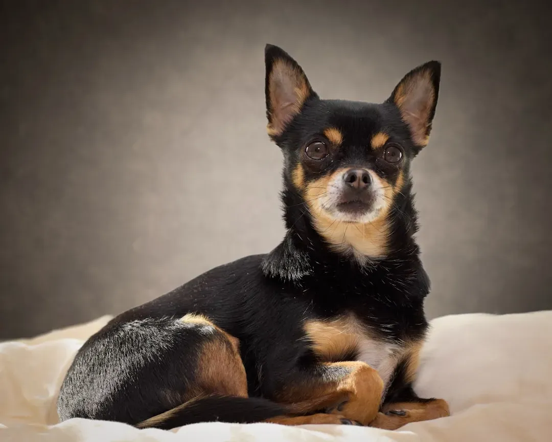 Chihuahua (Image Credits: Unsplash)