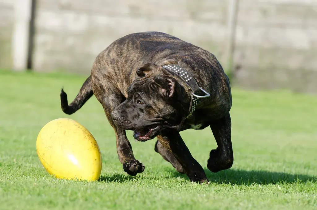 10. Presa Canario (Image Credits: Flickr)