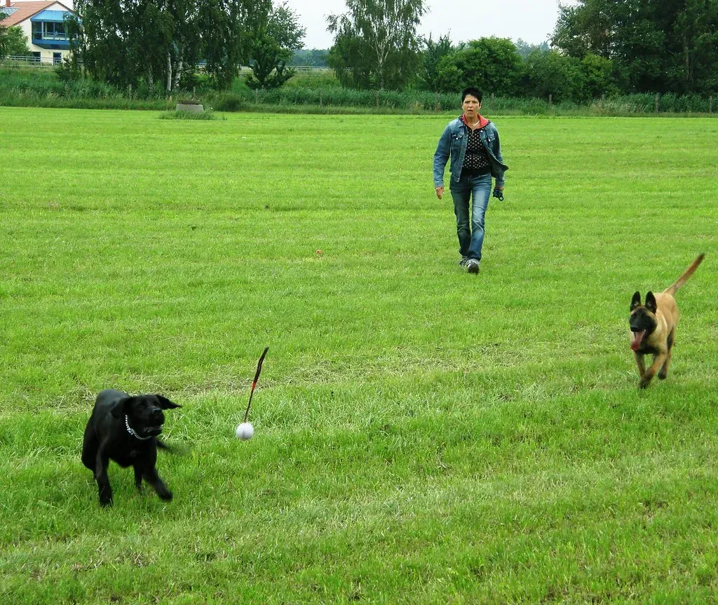 Tailoring Activities to Your Dog's Element (Image Credits: Flickr)