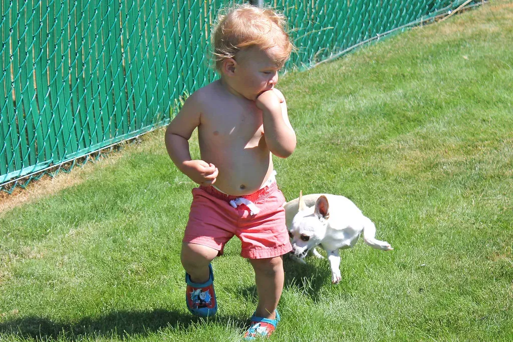 Conclusion: Life With a Perpetual Puppy (KaseyEriksen, Flickr, CC BY-SA 2.0)