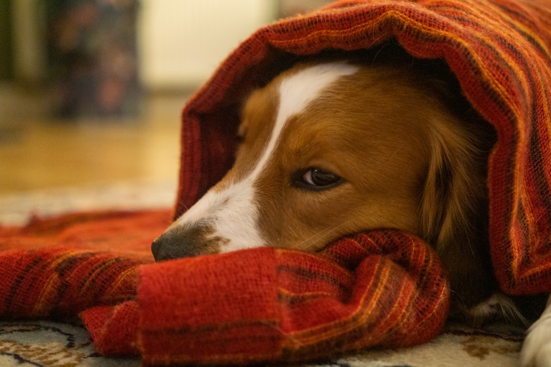 What to Do If You Suspect Your Dog Has Hypothermia (Image Credits: Unsplash)
