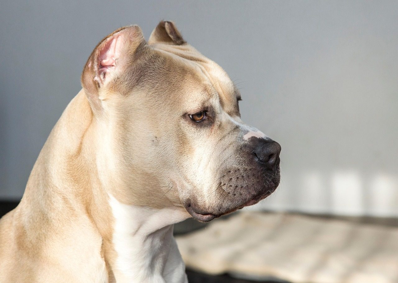 1. Pit Bulls: America's Most Misunderstood Companion (Image Credits: Pixabay)