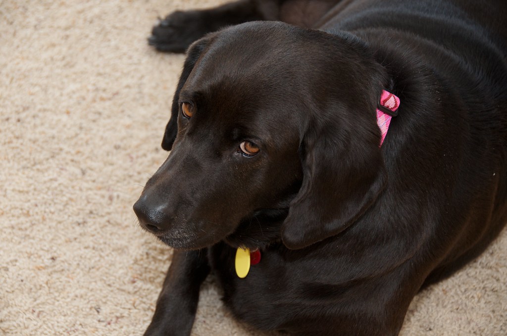 The Disorganized Attachment Challenge: Finding Balance (Image Credits: Flickr)