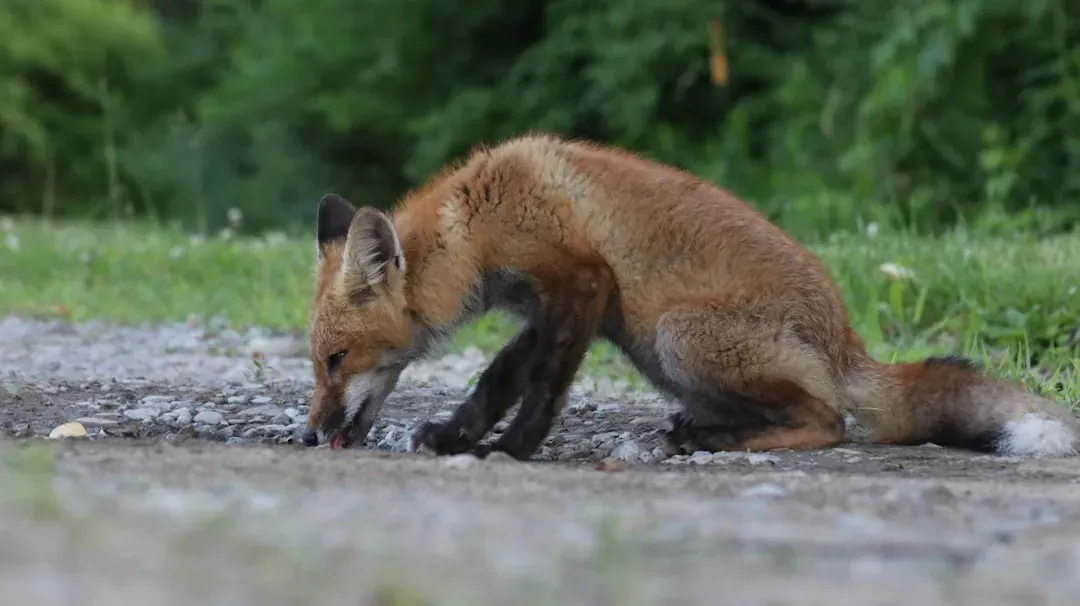 Habitat Loss and Degradation in Traditional Ranges (Image Credits: Unsplash)