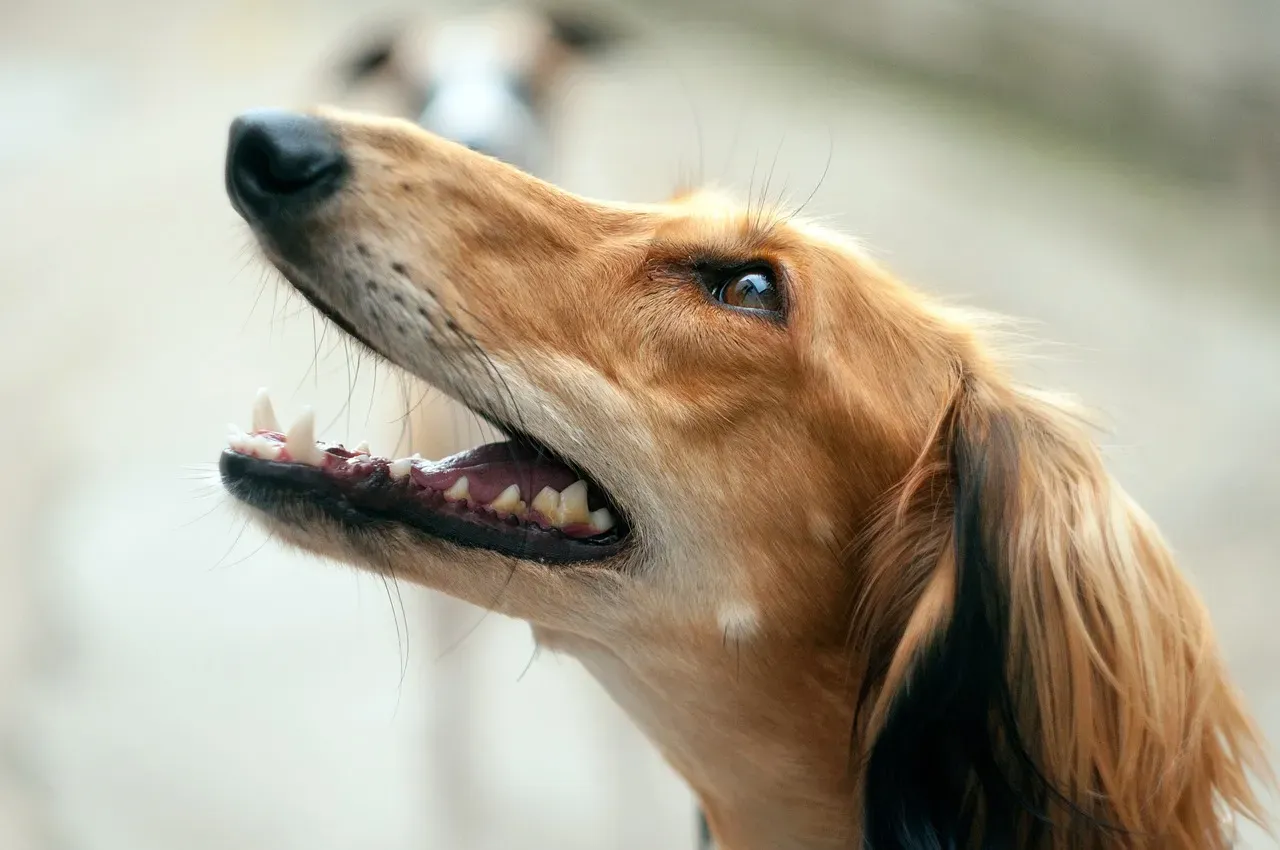 14. Saluki – Graceful and Desert-Ready (Image Credits: Pixabay)