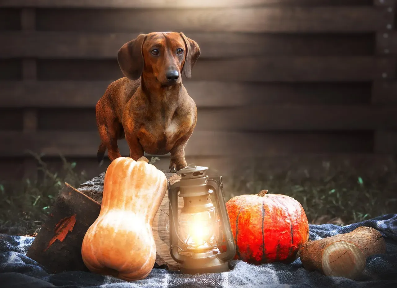10. Dachshund (Image Credits: Pixabay)