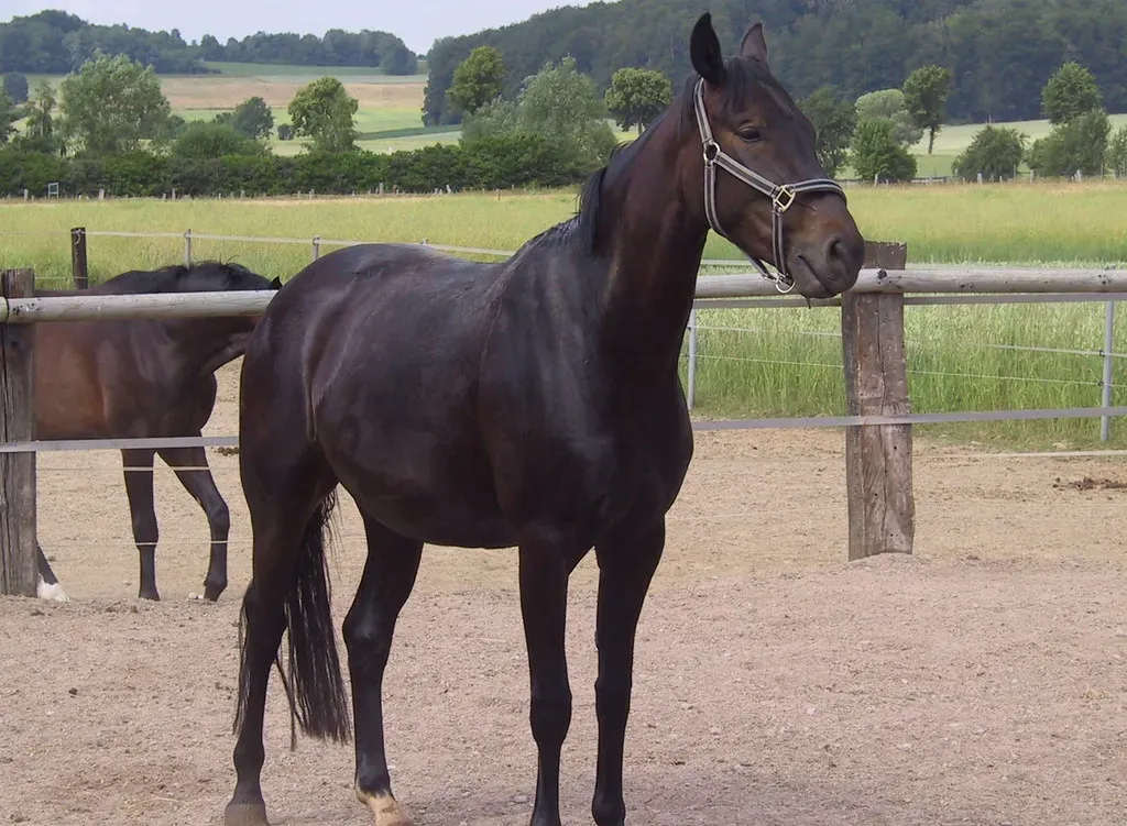 #6. Virgo (August 23 – September 22): The Hanoverian (gerriet, Flickr, CC BY 2.0)