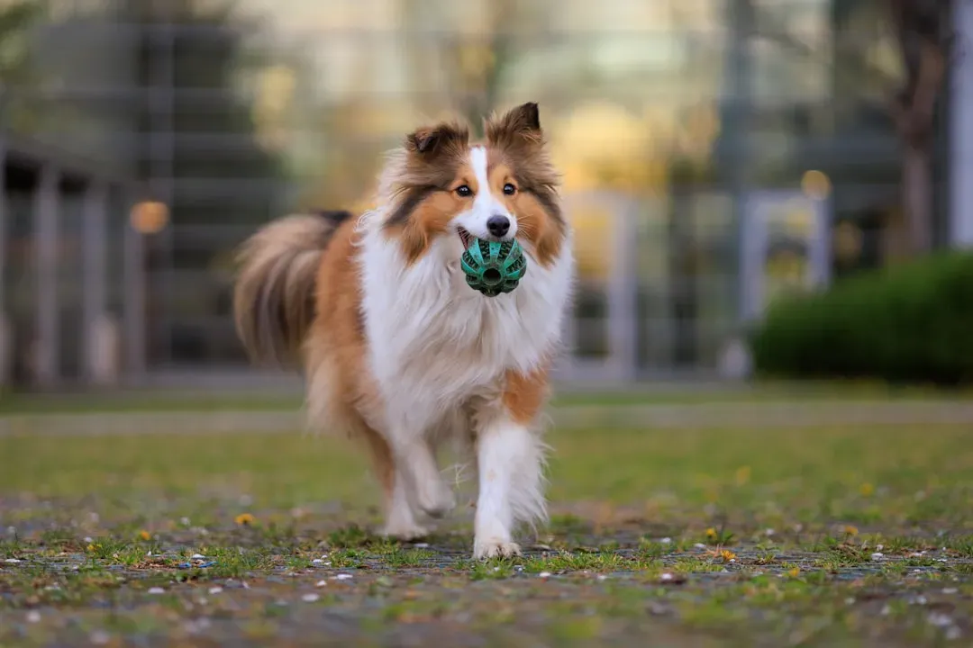 #7 Shetland Sheepdog (Image Credits: Unsplash)