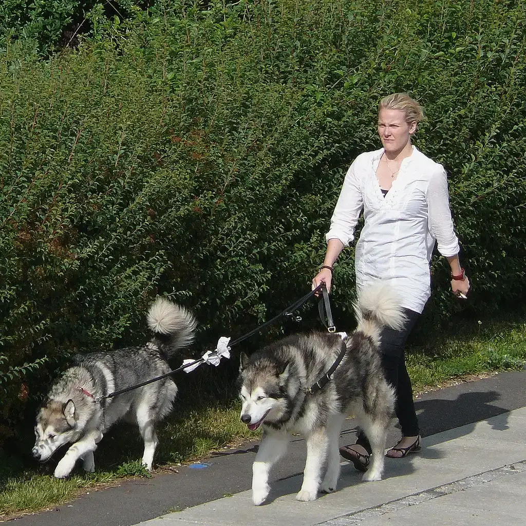 They Provide a Sense of Purpose and Being Needed (Comrade King, Flickr, CC BY-SA 2.0)