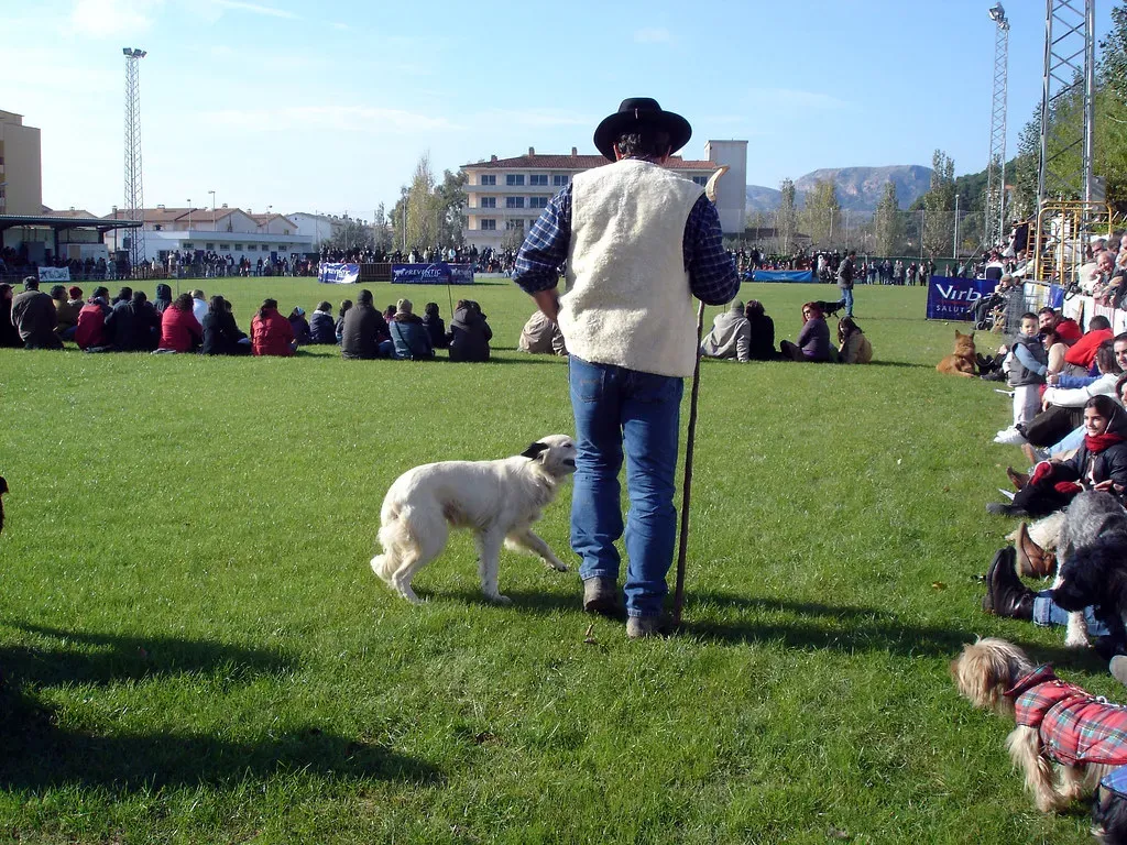 7. German Shepherd: The Loyal Guardian Who Just Wants a Hug (art_es_anna, Flickr, CC BY 2.0)