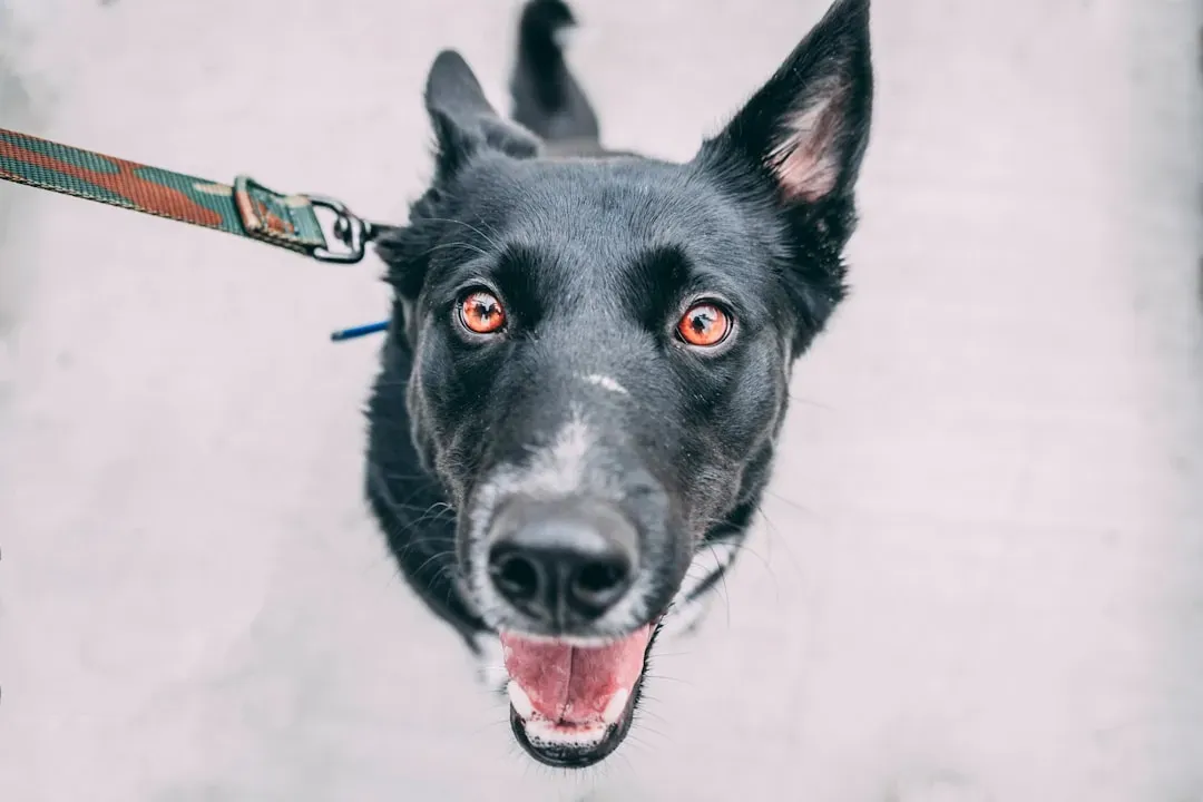 3. When You Meet a New Person or Dog Together (Image Credits: Unsplash)